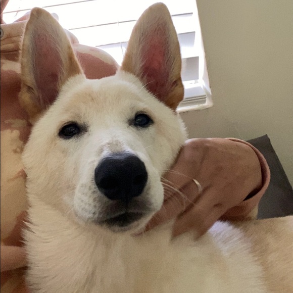 Meet Lukka ! - Picture 6 of 7